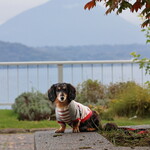 乃の風リゾート - 宿の目の前（羊蹄山とワンコ）