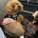 大衆食堂みゆき - 膝の上のシェリ