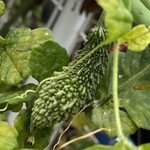 インデアンレストラン  ニューミラ - 秋になって長く天候不順、気温も低下して日照も乏しくなったけど、意外とゴーヤは育つもんだ^_^