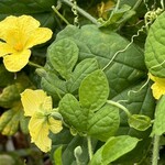 インデアンレストラン  ニューミラ - 