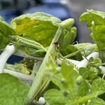 インデアンレストラン  ニューミラ - 駐車場のゴーヤにカマキリが居たのでお尻をつついてみたら振り向いた^_^