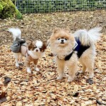 Regina Resort Kyukaruizawa