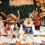 レジーナリゾート旧軽井沢 - 