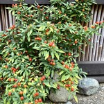 久霧 - 秋が来ました。