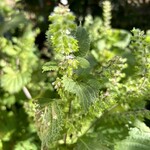 IL PLANETARIO - 紫蘇の実本体