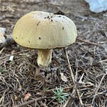 IL PLANETARIO - ポルチーニ茸本体