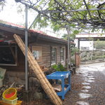 カナイシ - お店と藤の木