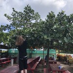 Fumi's Kahuku Shrimp - 