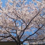 尾花 - 入口の桜