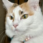 壱枚乃絵 - わが家のめい子も納得の香りだそうです☆