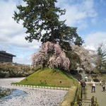 郷土料理 しまや - 弘前城大手門前の桜