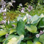 ミオンエシカルキッチン＆カフェ - 