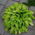 ミオンエシカルキッチン＆カフェ - 