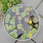 ミオンエシカルキッチン＆カフェ - 