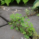 ミオンエシカルキッチン＆カフェ - 