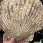 すし処　佐藤 - 