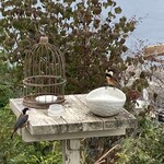 海の見えるカフェ - ヤマガラちゃん、ツガイかな？