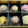 GODIVA Chocolatier - 季節のトリュフ