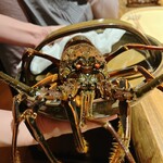 温石 - 巨大な伊勢海老。目が充血しています。目薬が必要かも\(//∇//)\