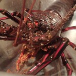 いも膳 - １キロもありそうな伊勢海老さまの到着❗❤忙しい中、大将さんがお顔を出して下さり焼きか刺身どっちにしますかって。咄嗟に私は刺身と言ってしまった。次男は焼きが良かったらしいけど、私に譲ってくれた。❤