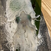 江藤家 - 