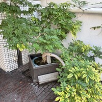 近松 - 