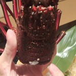 いも膳 - 伊勢海老の頭、重くて目力が凄い！