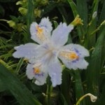 ゑびす屋 - 店の前のシャガ