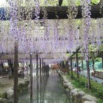 ゑびす屋 - 近くの天王川公園の藤