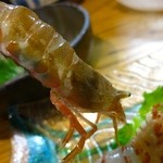 旬魚たつみ - エビ二種盛り(ゴジラエビ・もさえび、550円)