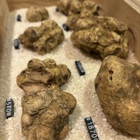 マルゴット エ バッチャーレ - 