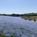 国営ひたち海浜公園 - 