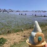 国営ひたち海浜公園 - 