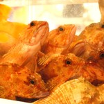 吉栄丸 - カサゴちゃんが私達を見てます！かわゆす( ´ ▽ ` )