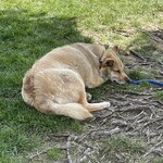 オチガビ - 【2024年09月】わんこ