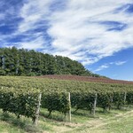 オチガビ - 【2024年09月】圃場