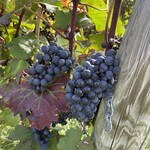 オチガビ - 【2024年09月】ぶどう