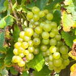 オチガビ - 【2024年09月】ぶどう