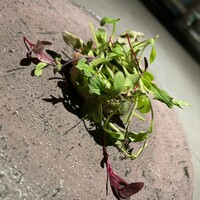 YANAGI TePPaN UNBORN GASTRONOMY - 