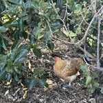 ヨロン シーサイド ガーデン - 