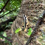 明石食堂 - イシガキモリバッタ