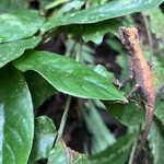 明石食堂 - トカゲ