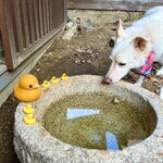 あひる菓子店 - ワンコとあひるのコラボ♡