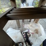 あひる菓子店 - 椅子の下で寛げます