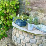 あひる菓子店 - ガーデニング