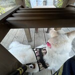 あひる菓子店 - ワンコも落ち着けるスペース