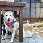 あひる菓子店 - テーブルの下にピッタリ収まる♡