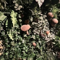 Shangri-La's secret ROPPONGI - 