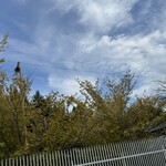 インデアンレストラン  ニューミラ - 