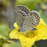 インデアンレストラン  ニューミラ - 